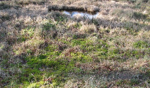 Bog Utrecht