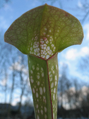 http://www.hungryplants.nl/images/Gallery/AS3bSxJudyPJplants.gif