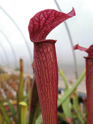 S rubra gulfensis pitcher S1f