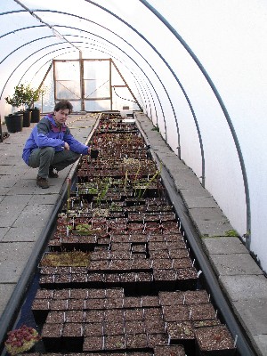 Keith in polytunnel