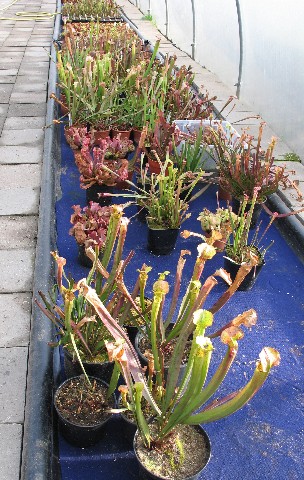 Polytunnel side