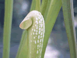 Sarracenia minor